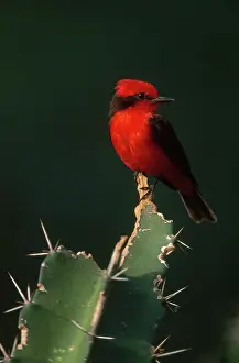 Rubinus: Vermilion Flycatcher