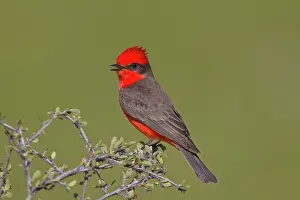 Rubinus: Vermilion Flycatcher - adult male - singing