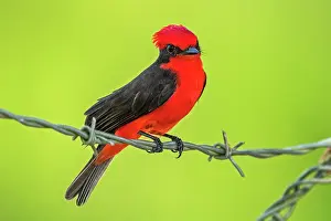 Vermillion: Vermilion Flycatcher, Los Llanos, Colombia