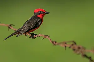 Vermillion: Vermilion Flycatcher, Los Llanos, Colombia