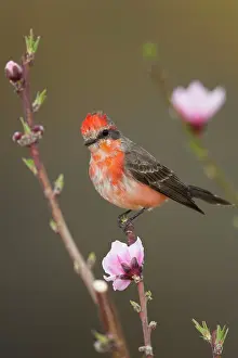 Rubinus: Vermilion Flycatcher - molting male