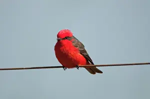 Vermillion: Vermilion Flycatcher perched on wire