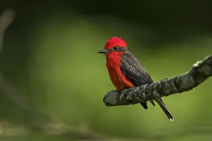 Obscurus: Vermilion Flycatcher (Pyrocephalus obscurus) Pereira