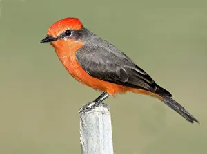 Rubinus: Vermilion Flycatcher (Pyrocephalus rubinus)