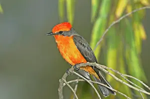 Rubinus: Vermilion Flycatcher (Pyrocephalus rubinus)