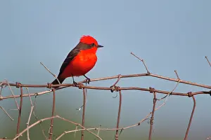 Rubinus: Vermilion Flycatcher (Pyrocephalus rubinus)