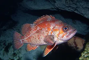 Rockfish: Vermilion Rockfish