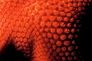 Inlet: Vermilion star, Mediaster aequalis, Sechelt
