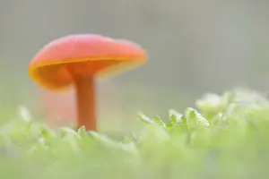 Toadstool: Vermilion Waxcap (Hygrocybe miniata) in the mos