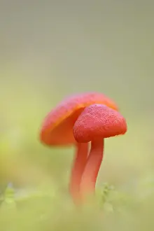 Toadstool: Vermilion Waxcap (Hygrocybe miniata) in the mos