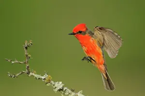 Alighting: Vermillion flycatcher
