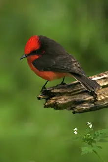 Vermillion: Vermillion Flycatcher