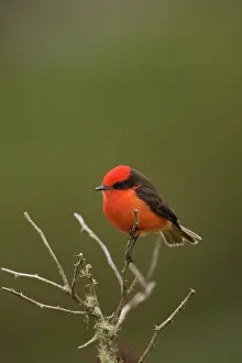 Vermillion: Vermillion Flycatcher