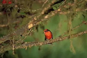 Isabela: Vermillion Flycatcher