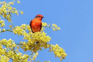 Daybreak Imagery: Vermillion flycatcher male in blooming mesquite tree, Pima