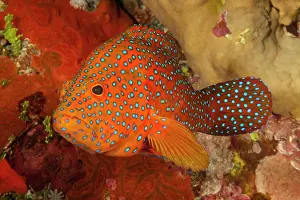 Cephalopholis: Vermillion seabass (Cephalopholis miniata) in front
