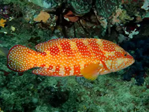Cephalopholis: Vermillion seabass (Cephalopholis miniata), Sodwana