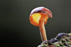 Miniata: Vermillion waxcap