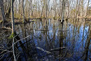 Vernal: Vernal Pool - in spring time - Breeding place for