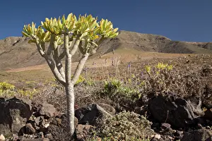 Hillside: Verode - growing on dry volcanic hillside
