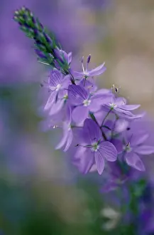 Speedwell: Veronica