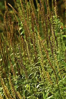 Longifolia: Veronica