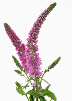 Longifolia: Veronica