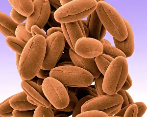 Granule: Veronica Pollen