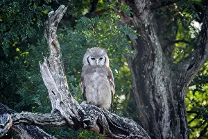 Transborder: Verreaux Eagle-Owl (Bubo lacteus) standing in log