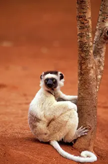 Verreauxs: VerreauxIs SIFAKA - sitting on ground, endemic