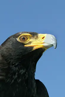 Verreauxs: Verreaux's Eagle / Black Eagle