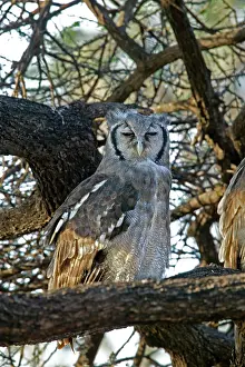 Verreauxs: Verreaux's Eagle Owl