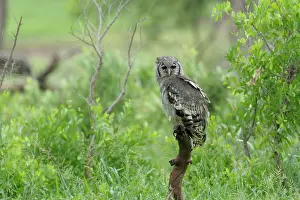 Krger: Verreaux's Eagle-Owl