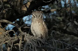 Erioloba: Verreaux's Eagle-Owl