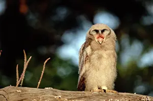 Lacteus: Verreaux's Eagle-Owl