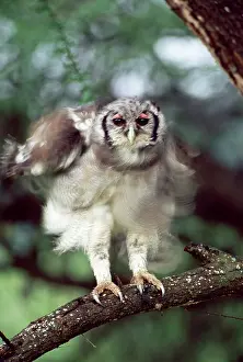 Lacteus: Verreaux's Eagle-Owl