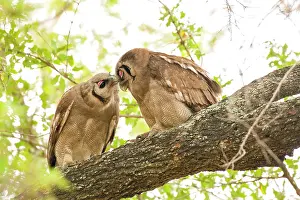 Lacteus: Verreaux's Eagle-Owl