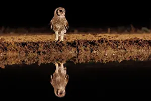 Un Seul Animal: Verreaux's eagle-owl (Ketupa lactea)