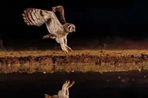 Un Seul Animal: Verreaux's eagle-owl (Ketupa lactea)