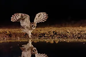 Un Seul Animal: Verreaux's eagle-owl (Ketupa lactea)