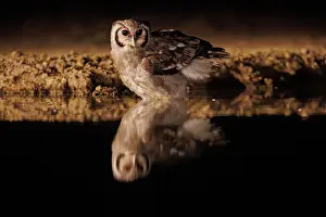 Un Seul Animal: Verreaux's eagle-owl (Ketupa lactea)
