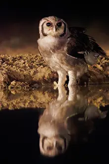 Un Seul Animal: Verreaux's eagle-owl (Ketupa lactea)