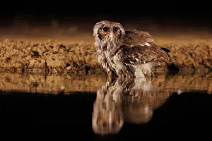 Un Seul Animal: Verreaux's eagle-owl (Ketupa lactea)
