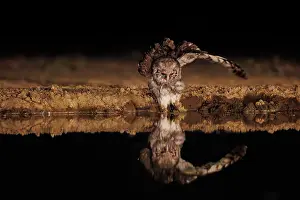 Un Seul Animal: Verreaux's eagle-owl (Ketupa lactea)