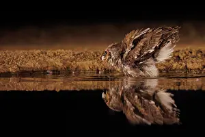Un Seul Animal: Verreaux's eagle-owl (Ketupa lactea)
