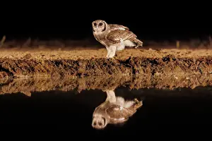 Un Seul Animal: Verreaux's eagle-owl (Ketupa lactea)