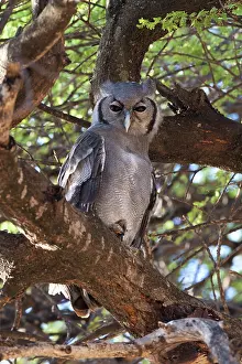Milky: Verreaux's Eagle Owl in Tree