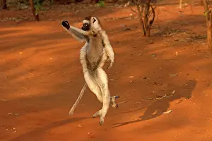 Verreauxs: Verreaux's Sifaka