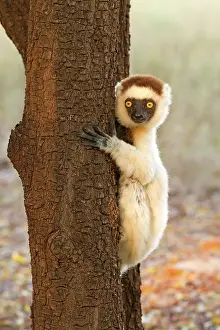 Verreauxs: Verreaux's Sifaka