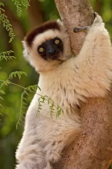 Verreauxs: Verreaux's Sifaka